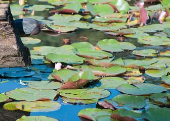 Poster - Little Green Heron