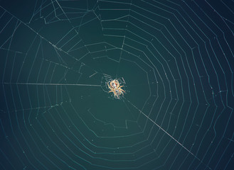 Wall Mural - spider web