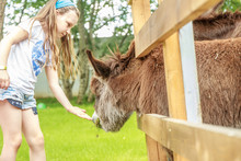 Outdoor Portrait Of Young Happy Young Girl Feeding Donkey On Far