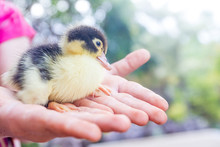 Cute Baby Duck In Child's Hands