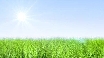 Wall Mural - Grass moving in the wind with sun
