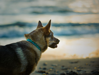  Swedish Vallhund looking out to ocean waves at sunset