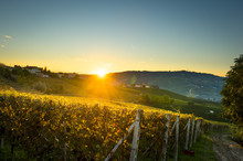 Beautiful Vineyard In Switzerland In Blue Sky
