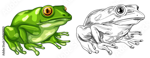 Drafting and colored picture of frog Tableau sur Toile