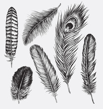 Set Of Hand Drawn Feathers