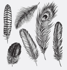 Set of Hand Drawn Feathers