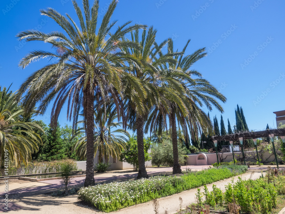 Dating Palm öken