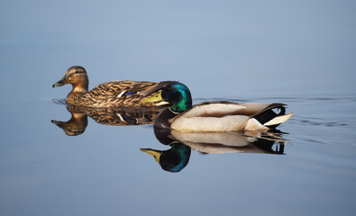 Wall Mural - Mallard duck on the lake