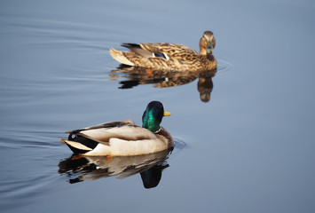 Wall Mural - Mallard duck on the lake