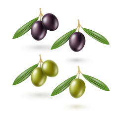 Vector Set of Black and Green Olives Branches with Leaves Isolated on White Background