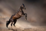 Fototapeta Konie - Beautiful bay stallion rearing up in desert dust  against dark storm sky
