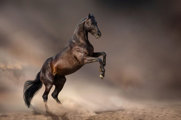 Wall Mural - beautiful bay stallion rearing up in desert dust against dark storm sky