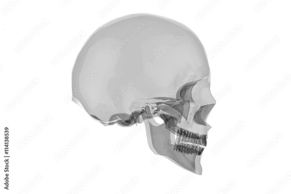 x Ray Human Skull with Brain / 3D Rendering Stock Illustration | Adobe ...