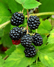 Ripe Blackberry On The Bush With Green Leaves