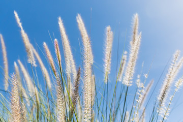 Wall Mural - Cogon Grass on blue sky background