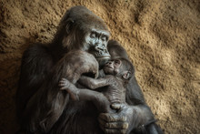 Gorilla And Its Baby
