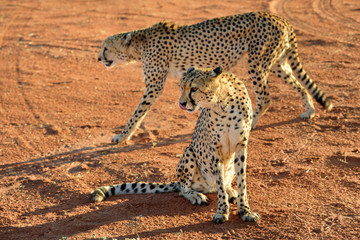 Wall Mural - africa. namibia. cheetahs