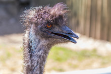 The Head Of An Ostrich. Funny Hairstyle.