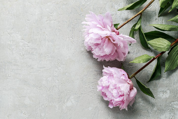  Pink peonies isolated on grey background
