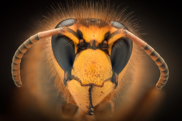 Extreme magnification - Giant Wasp