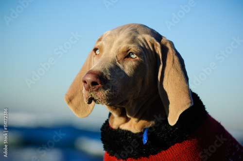 weimaraner sweater