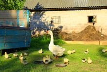 Goslings With Goose On The Grass Of Yard