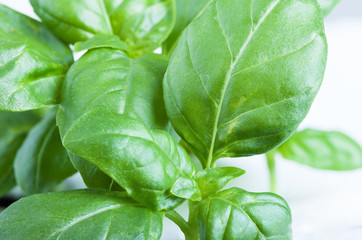 Basil leaves