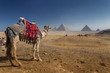 Egypt. Cairo - Giza. General view of pyramids