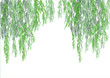 Willow tree branch for background frame