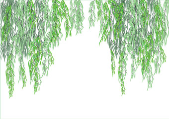 willow tree branch for background frame