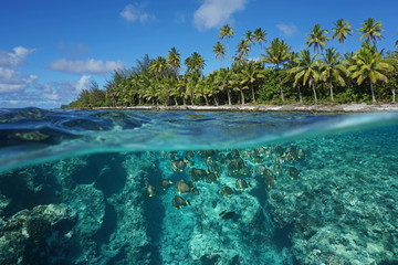 Above and below water surface, tropical shore with coconut trees and the reef with a shoal of fish underwater, Huahine island, Pacific ocean, French Polynesia