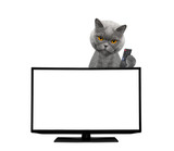 Fototapeta Koty - Cat watching television