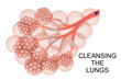 the lungs a process of purification of mucus