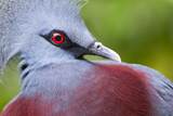 Fototapeta Zwierzęta - Victoria Crowned bird (Goura victoria)