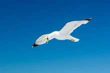 Seagull With Open Beak Against The Sky