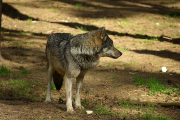  BELOVEZHSKAYA PUSHCHA, BELARUS - MAY, 2013: Wild wolf in a cage