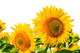 Fototapeta Do pokoju - lush sunflowers on white