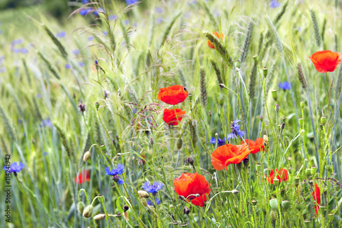 Mohn- und Kornblumen in einem Getreidefeld Fotografia do Stock | Adobe