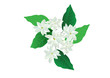 jasmine flower isolated vector illustration