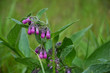 Close up of Common Comfrey (Symphytum officinale) in a meadow in springtime