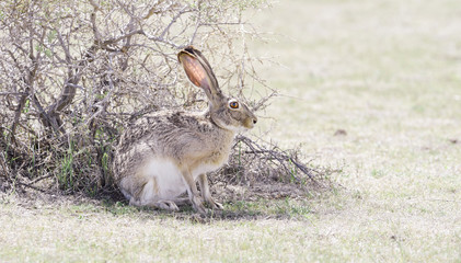 Wall Mural - Wild Black-tailed Jackrabbit (Lepus californicus) on the Plains of Colorado