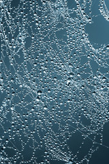 Wall Mural - spider web