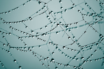 Wall Mural - spider web