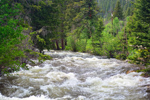 Fast Moving High River Water With Trees