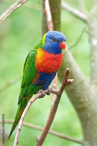 Fototapeta na szkło Tęczowy lorikeet (Trichoglossus moluccanus)