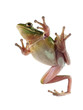 Tree frog (Litoria infrafrenata) on a white background
