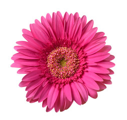 Wall Mural - Gerbera