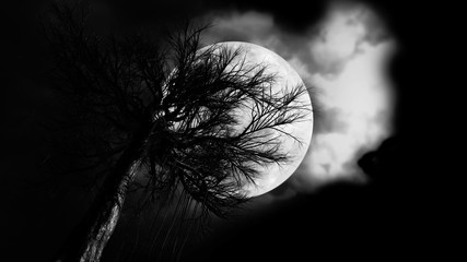 Spooky Tree Dark Night ./Halloween black and white background.