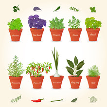 Organic Gourmet Collection Of Different Herbs Planted In Ceramic