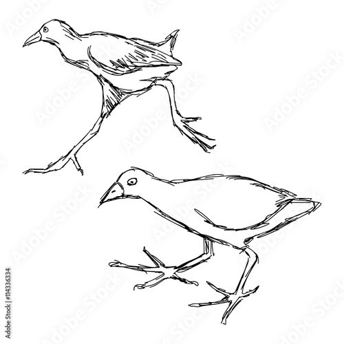 Fotografia, Obraz illustration vector hand drawn of African Black Crake Bird isolated on white ba